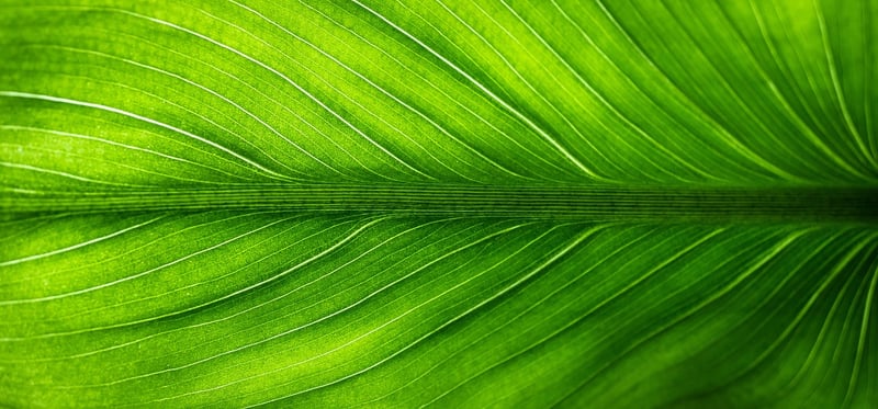 Create eco-friendly decor