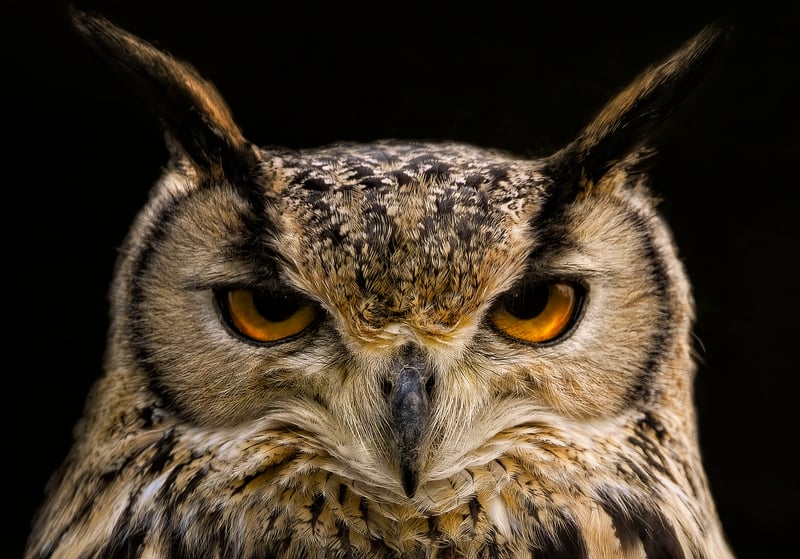 Toilet Paper Roll Owl